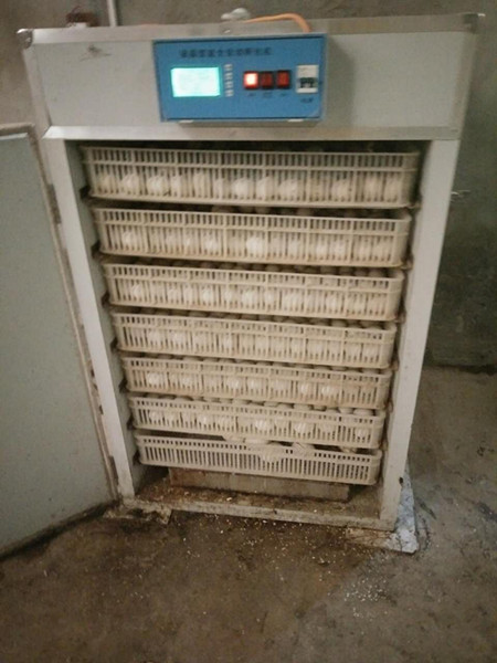 瑞泰孵化機(jī)