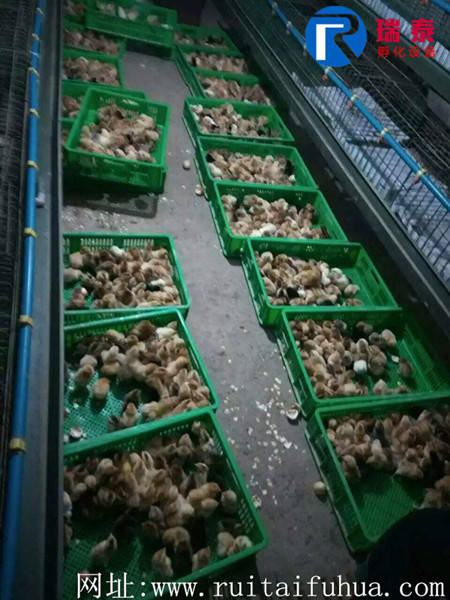 河南平頂山客戶(hù)李結(jié)合飼養(yǎng)場(chǎng)